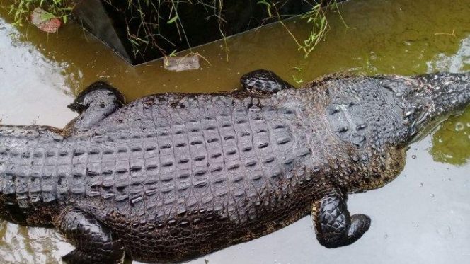 
					Buaya pemakan manusia di Minahasa akhirnya mati