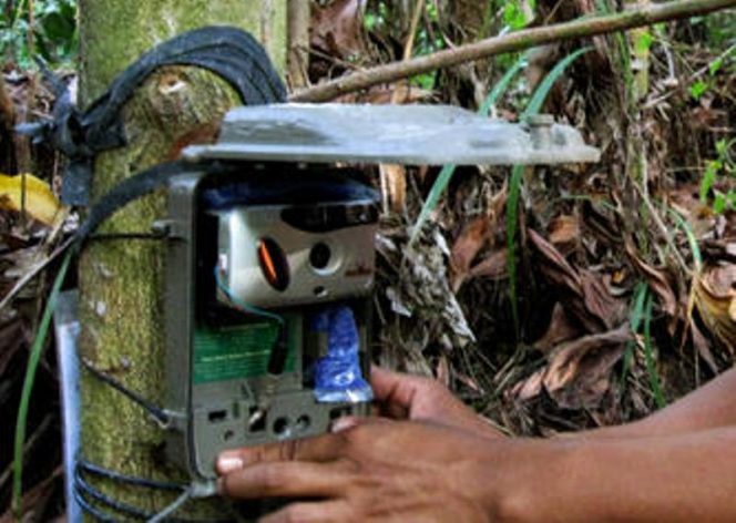 
					Kamera trap dipasang BBKSDA Jatim di penangkaran Coban Jahe