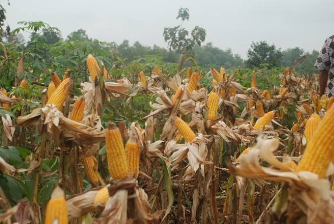 
					Indonesia ekspor jagung 500 ribu ton tahun 2019