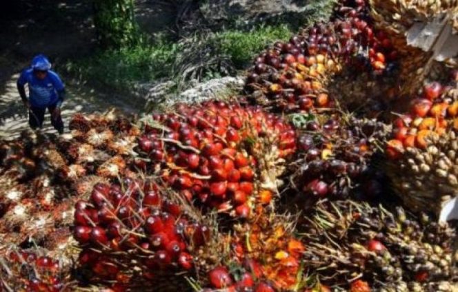 
					Ekspor Palm Kernel Shell Indonesia ke Jepang Terus Meningkat di Tengah Covid-19