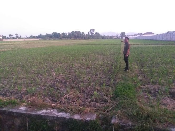 
					Dinas Pertanian Lobar Diminta Stop Izin Bangunan Dilahan Pertanian Produktif