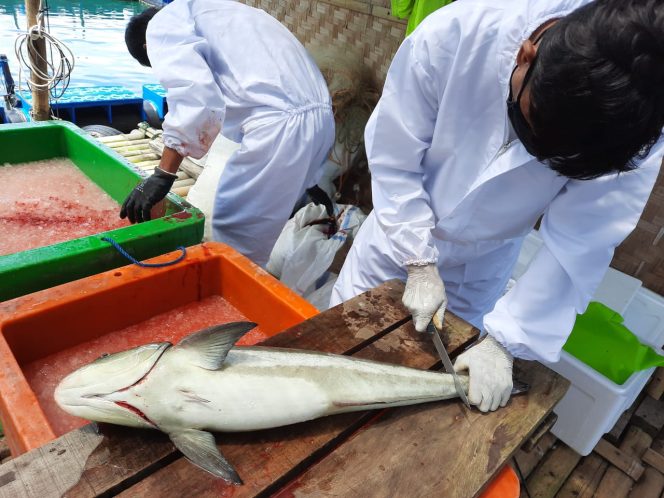 
					KKP Lakukan Panen Perdana Ikan Kobia di Kawasan Budidaya Laut Pangandaran