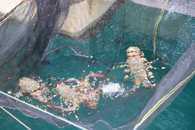 
					Menteri Trenggono Akan Allout Kembangkan Budidaya Lobster Dalam Negeri