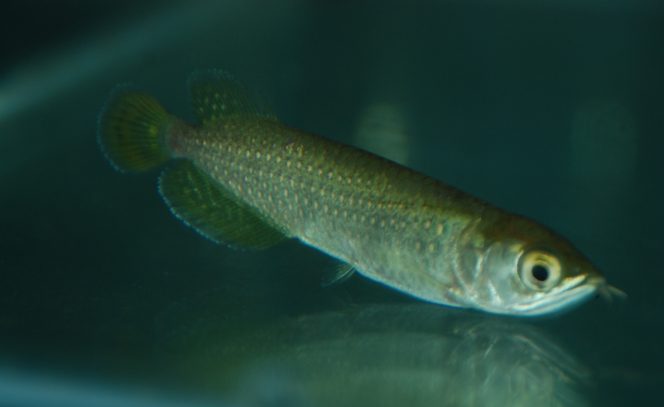 
					Menteri Trenggono Keluarkan Peraturan Jenis Ikan Dilindungi