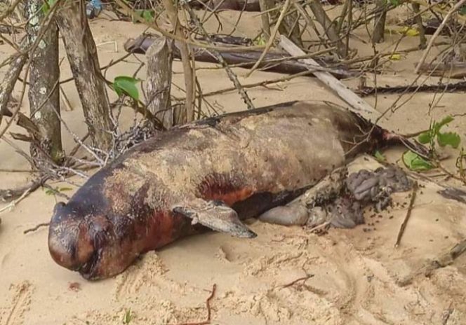 
					Ditemukan Lumba-Lumba Terdampar Di Sambas, KKP Langsung Memberikan Penanganan