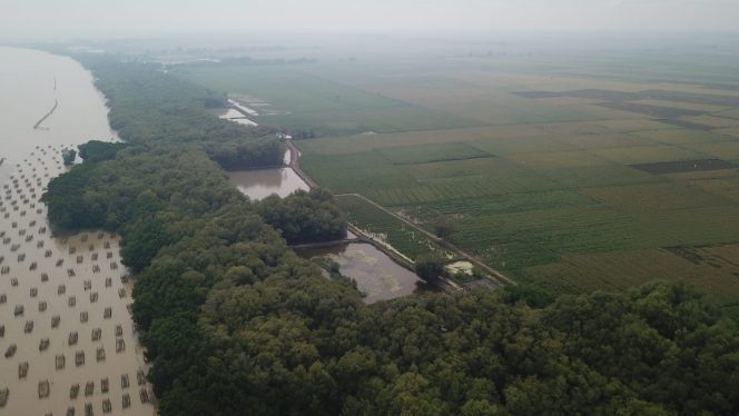 
					KKP Siap Sukseskan Program Pengembangan Ekosistem Mangrove Nasional