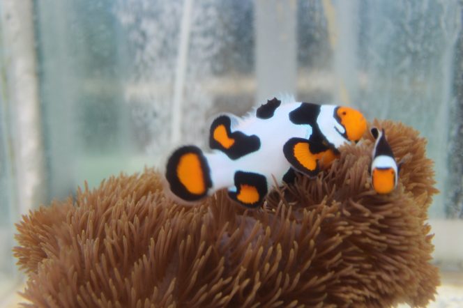 
					KKP : Budidaya Ikan Hias Tingkatkan Pendapatan Masyarakat di Tengah Pandemi