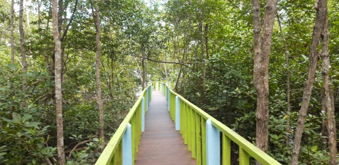 
					KKP Tambah Destinasi Ekowisata Hutan Mangrove di Sumut