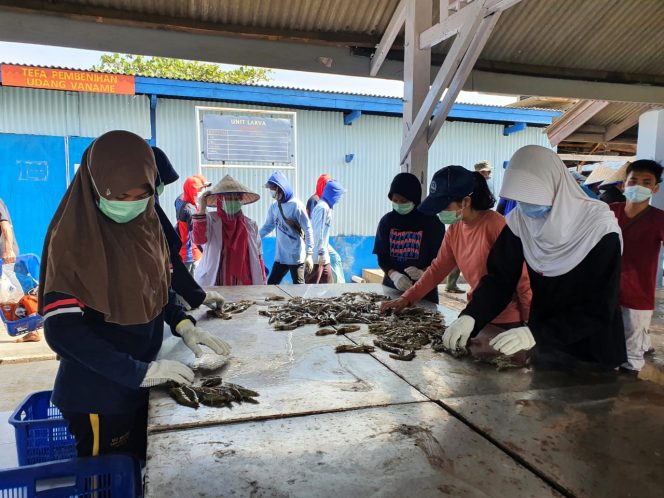 
					Sekolah Vokasi Siapkan SDM Kompeten Dukung Produksi Udang Nasional