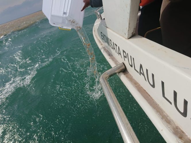 
					KKP Kembali Lepasliarkan Benih Lobster Hasil Sitaan