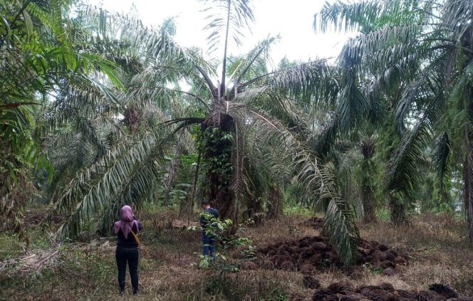 
					Pemanfaatan Drone untuk Pemantauan Petani Kelapa Sawit Swadaya