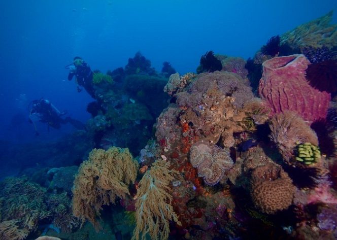 
					Ekspediksi Pemantauan Terumbu Karang Selat Pantar Perairan Alor