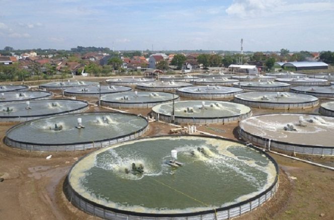 KKP Siapkan Tiga Terobosan untuk Genjot Subsektor Perikanan Budidaya