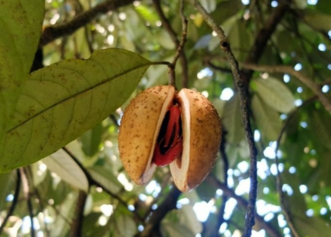 
					Bupati Fakfak Dorong Buah Pala Menuju Pasar Nasional dan Ekspor