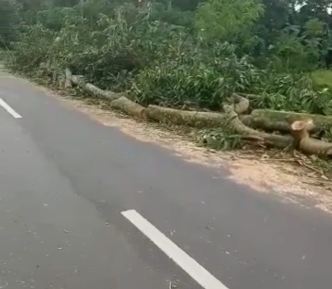 
					Tebang Puluhan Pohon Di Pinggir Jalan, Salah Satu Anggota DPRD Lobar Diduga Langgar Hukum