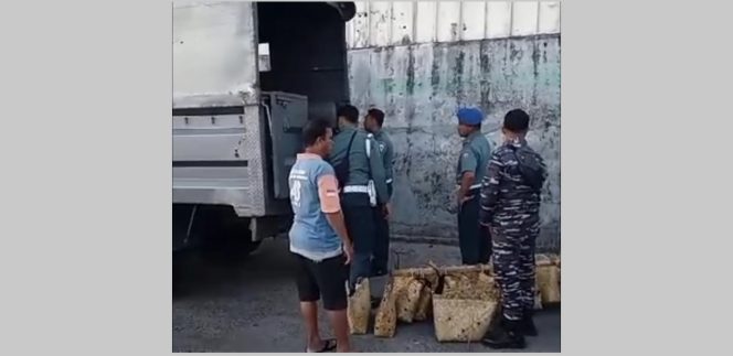 
					Kepala Balai Karantina Sebut, Ayam Yang Di Amankan POMAL Bukan Ayam Ilegal