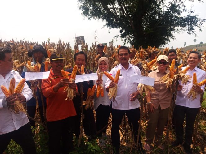 
					Kementan Gelar Panen Jagung Di Pati, Sebut Produksi Jagung Nasional Awal 2024 Naik Tajam