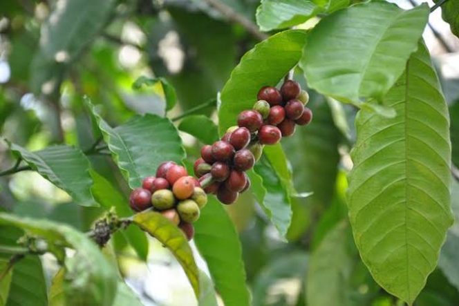 
					Foto: tanaman kopi, dok. pertanianku