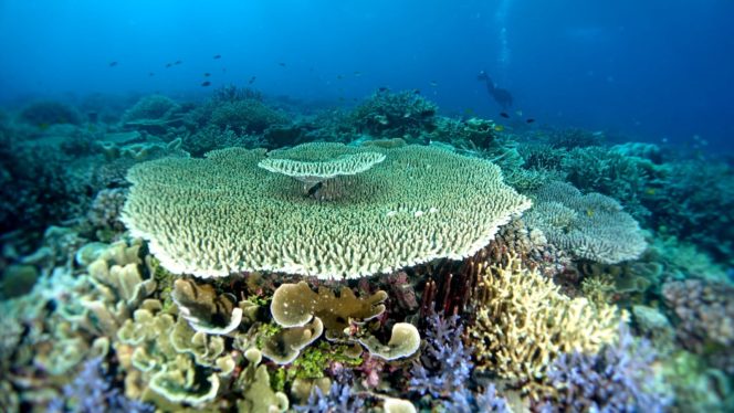 Foto: terumbu karang, dok. istimewa