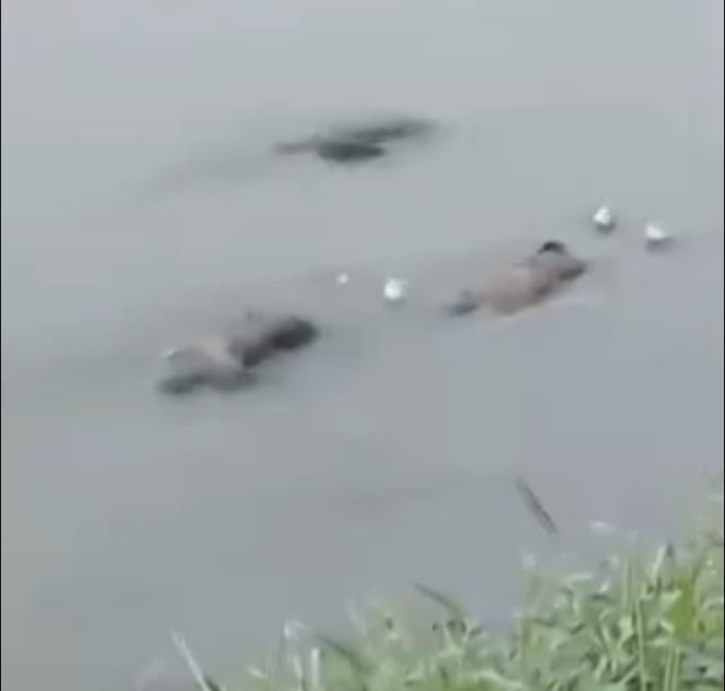 
					Foto: mayat mengambang di Kali Bekasi/tangkapan layar