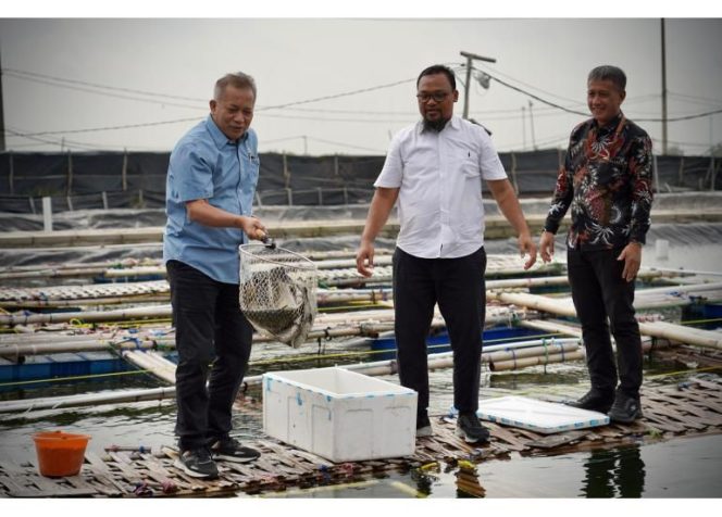 
					Wamenkop Panen Perdana Ikan Kakap Putih dan Ikan Kerapu di Muaragembong