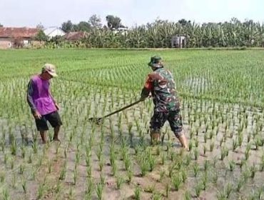 Foto: TNI bantu petani, dok. RRI
