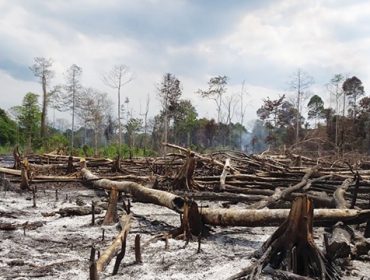 Foto: ilustrasi, dok. greeners.co